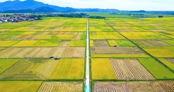 Tích tụ ruộng đất – Hướng đi mới của nông nghiệp hiện đại