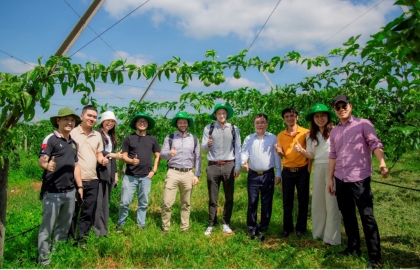 Nâng cao năng lực tiêu chuẩn và năng lực quản lý chất lượng vùng trồng chanh dây Cư M’gar