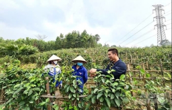 Dây thìa canh lá to mở hướng phát triển sinh kế bền vững cho đồng bào dân tộc thiểu số