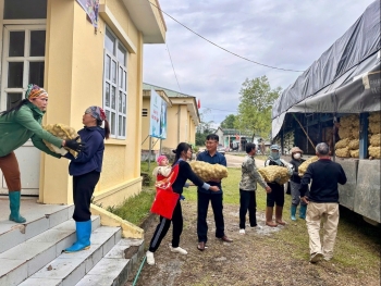 Quảng Ninh: Hỗ trợ 15 tấn giống khoai tây Atlantic trồng vụ đông cho nông dân