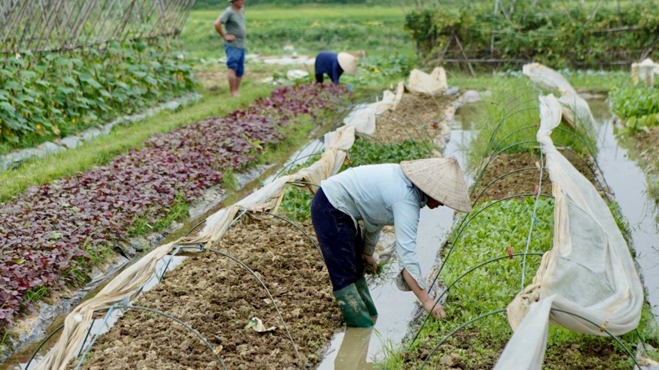 Từ cánh đồng lúa đến tạo sinh kế bền vững bằng mô hình trồng rau hữu cơ