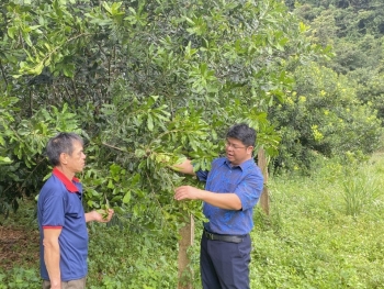 Ứng dụng khoa học và công nghệ chọn giống, nhân giống một số dòng Mắc ca