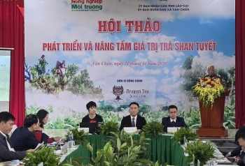 Phát triển bền vững để nâng tầm giá trị trà Shan tuyết