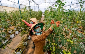 Thu hút dòng vốn FDI chất lượng cao cho nông nghiệp xanh, bền vững