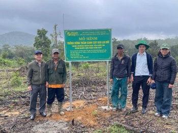 Triển khai mô hình trồng rừng thâm canh cây Keo lai cho các hộ nghèo và cận nghèo ở Quảng Trị