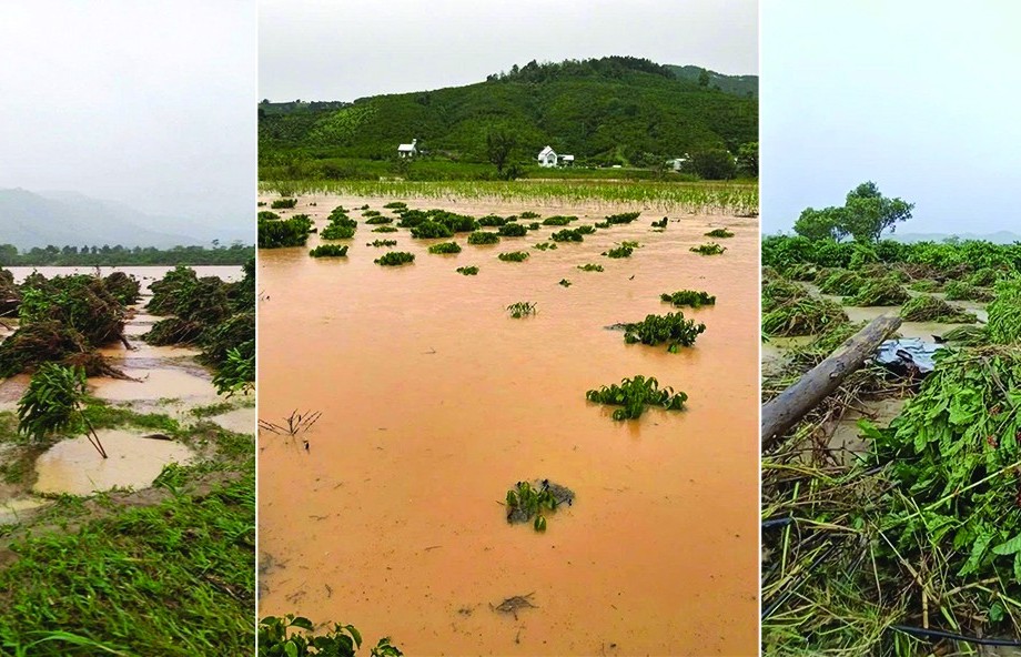 Bão lũ tại Tây Nguyên đe dọa nguồn cung, giá cà phê neo cao bất chấp tin nới lỏng thuế quan
