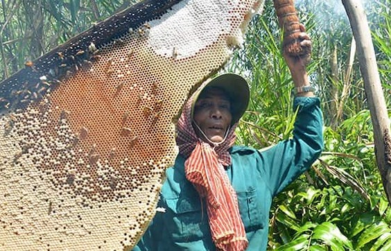 Mật ong gác kèo Thanh Phú - Tinh hoa rừng Tràm U Minh Hạ