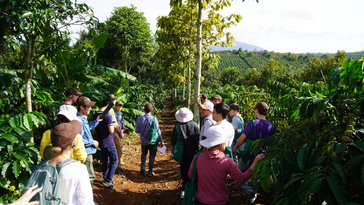 Canh tác cà phê trong nông lâm kết hợp: Sự trải nghiệp 