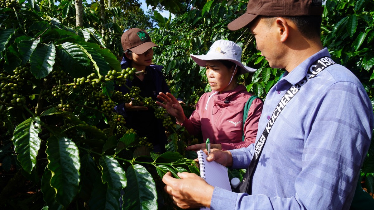 Canh tác cà phê trong nông lâm kết hợp: Sự trải nghiệp 