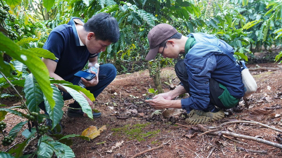Canh tác cà phê trong nông lâm kết hợp: Sự trải nghiệp 