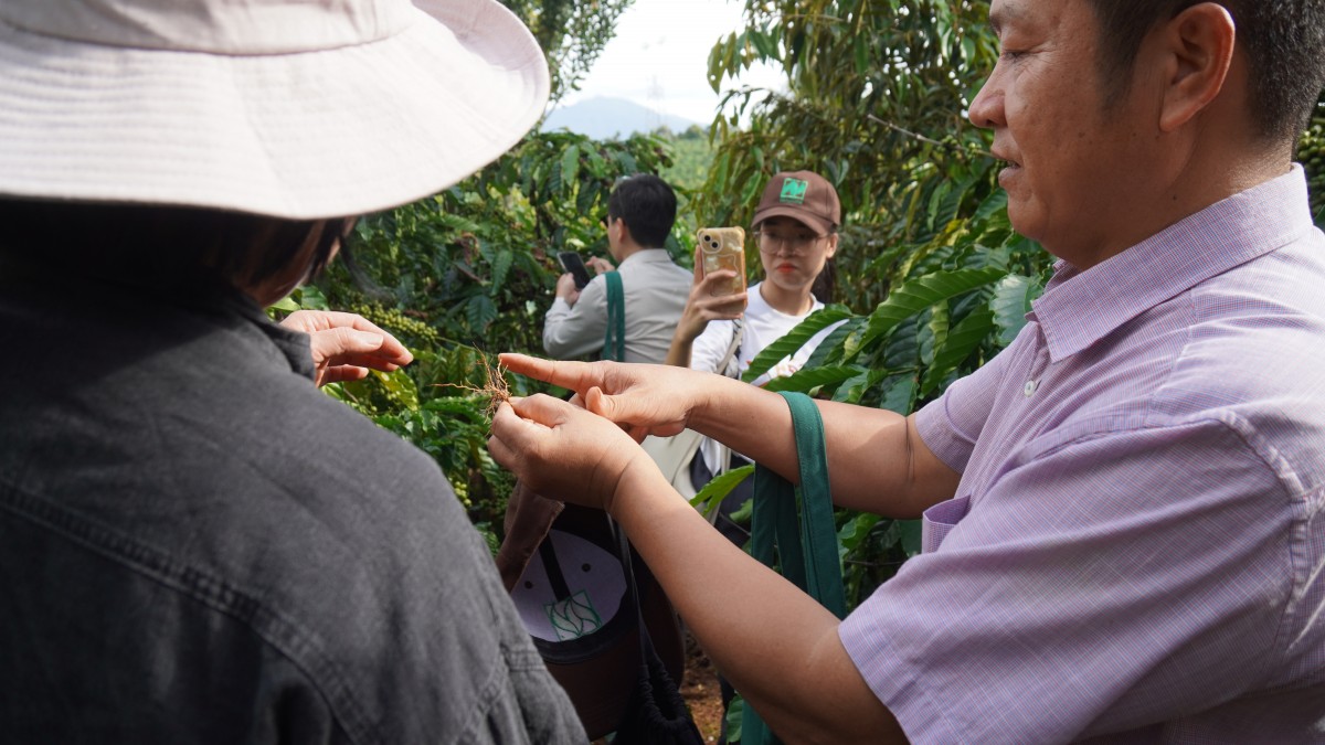 Canh tác cà phê trong nông lâm kết hợp: Sự trải nghiệp 