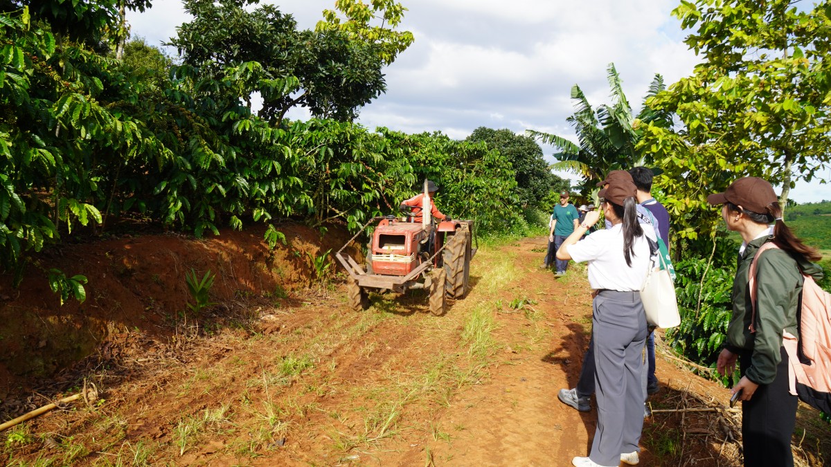 Canh tác cà phê trong nông lâm kết hợp: Sự trải nghiệp 