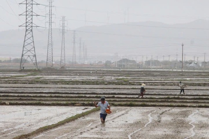 Gia Lai công bố lịch thời vụ Đông Xuân 2025-2026, giúp người dân phòng tránh rủi ro