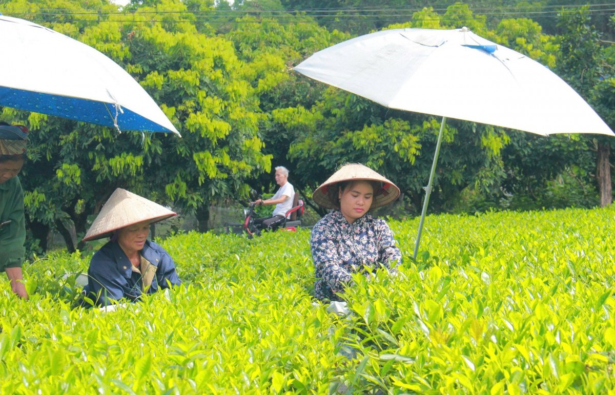 Thái Nguyên triển khai hiệu quả mô hình đào tạo nghề cho lao động vùng DTTS và miền núi