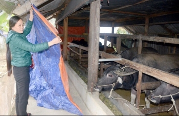 Quảng Ninh: Chủ động phòng, chống đói rét cho vật nuôi vụ Đông-Xuân