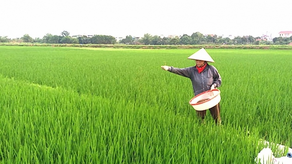 Bắc Ninh đặt mục tiêu gieo trồng 91.880 ha trong vụ Xuân 2026