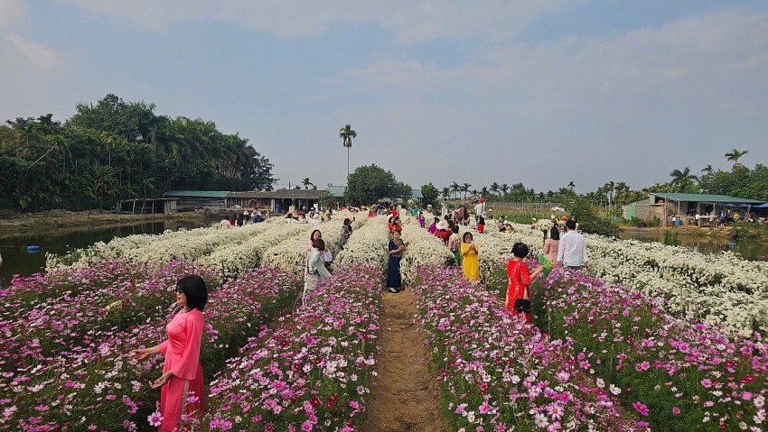 Hải Phòng: Cánh đồng Cúc hoạ mi chật kín khách ngày cuối tuần