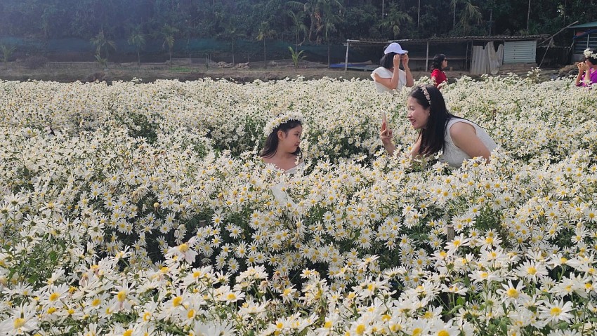 Hải Phòng: Cánh đồng Cúc hoạ mi chật kín khách ngày cuối tuần