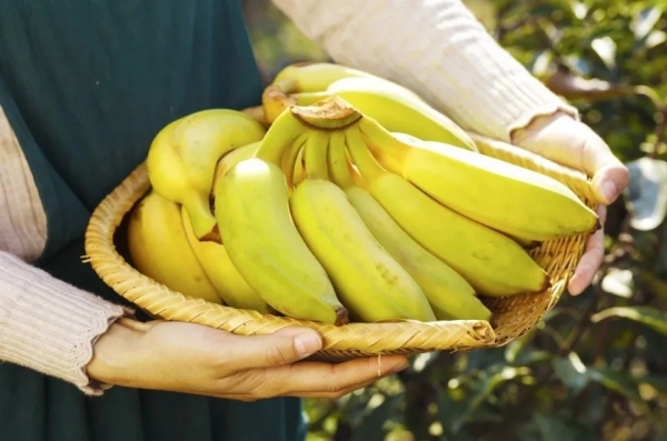 Giống chuối lai mới được đưa vào thử nghiệm có khả năng kháng bệnh TR4