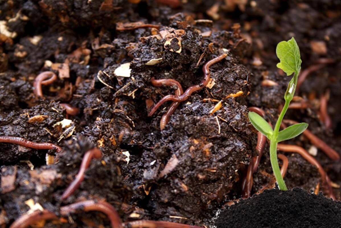 Châu Âu khám phá tiềm năng phân bón từ côn trùng: Thúc đẩy nông nghiệp bền vững và tự chủ chiến lược