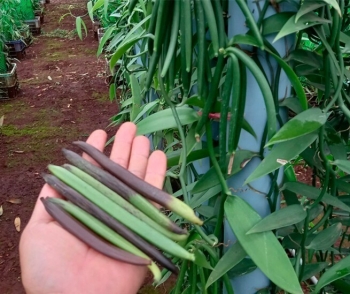 Loại quả đắt nhất thế giới 20 triệu đồng/kg, là đặc sản nổi tiếng trồng 2 năm cho thu hoạch