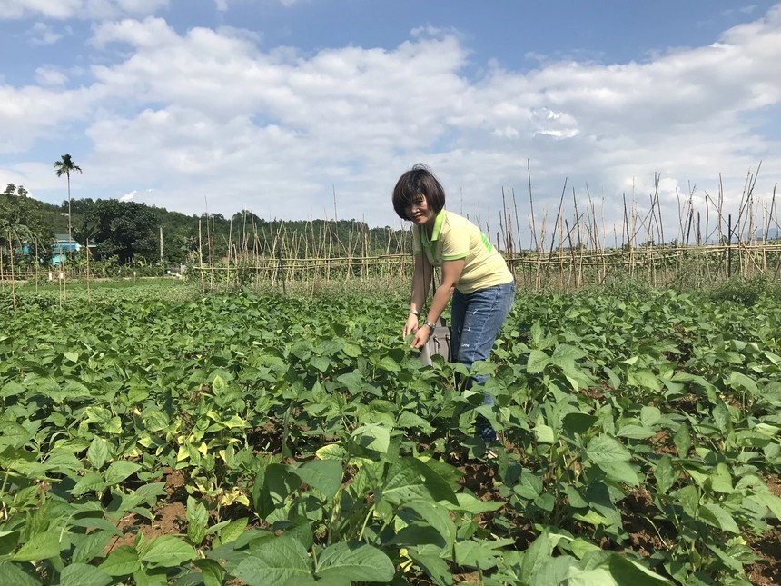 Tiêu chuẩn, thương hiệu và niềm tin: Ba phép thử lớn với nông nghiệp hữu cơ Việt Nam