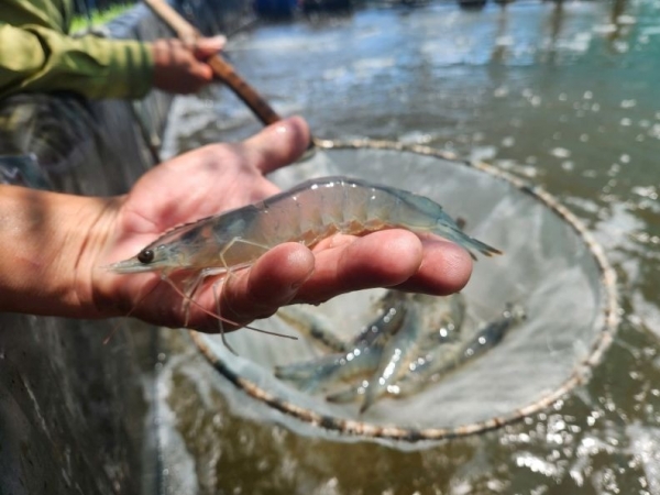 Quy trình nuôi tôm 3 giai đoạn: %22Chìa khóa%22 cho năng suất vượt trội và tăng trưởng đồng đều
