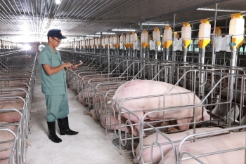 Khuyến cáo sử dụng chế phẩm vi sinh trong thức ăn cho lợn