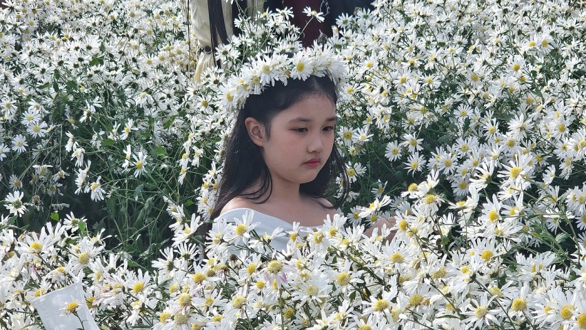 Hải Phòng: Cánh đồng Cúc hoạ mi chật kín khách ngày cuối tuần