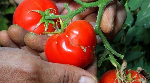 Biến cây cà chua thành cỗ máy diệt sâu bọ