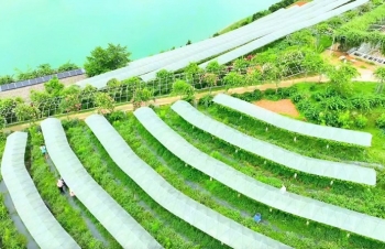 Lào Cai: Định hướng dài hạn cho nông nghiệp xanh