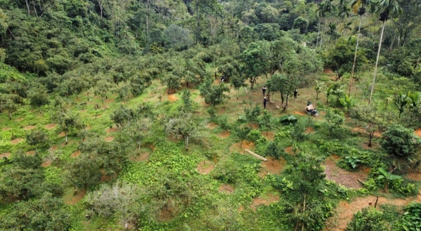 10 năm lấy kiên trì, lão nông biến quả ngọt sinh ra từ đá
