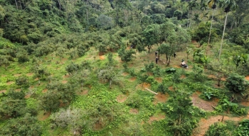 10 năm lấy kiên trì, lão nông biến quả ngọt sinh ra từ đá