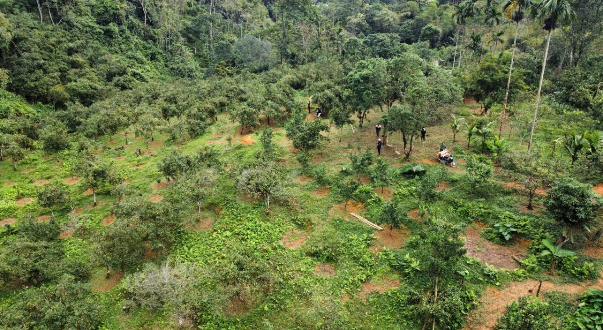 10 năm lấy kiên trì, lão nông biến quả ngọt sinh ra từ đá