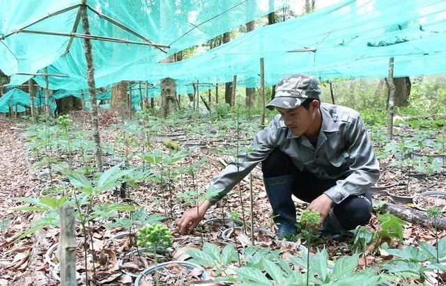 Đà Nẵng hỗ trợ đến 80% chi phí giống khi trồng sâm Ngọc Linh
