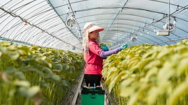 ‘Start-up’ công nghệ nông nghiệp của Hàn Quốc vươn ra toàn cầu