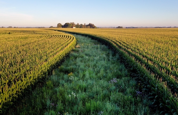 Dải thảm cỏ thảo nguyên – “lá chắn xanh” cho đất nông nghiệp