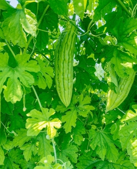 Lá mướp đắng: Rau đắng dân dã giúp hạ đường huyết, tăng miễn dịch