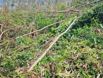 Gia Lai: Ngành Lâm nghiệp nỗ lực phục hồi sau thiệt hại nặng nề từ bão số 13