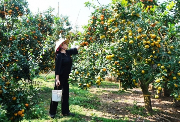 Bắc Ninh chuyển hướng sản xuất hàng trăm héc-ta đất lúa hiệu quả thấp