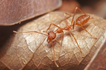 Từ loài côn trùng nhỏ bé đến trợ thủ nông nghiệp chống biến đổi khí hậu