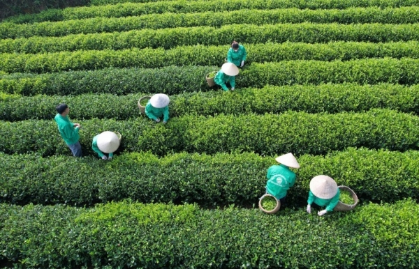 Không ngừng củng cố hội viên, thúc đẩy nông nghiệp hữu cơ tại Thái Nguyên