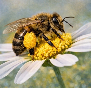Vì sao phấn hoa không rơi dù ong bay qua mưa và gió?