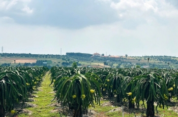 Chế biến cành thanh long thành phân hữu cơ