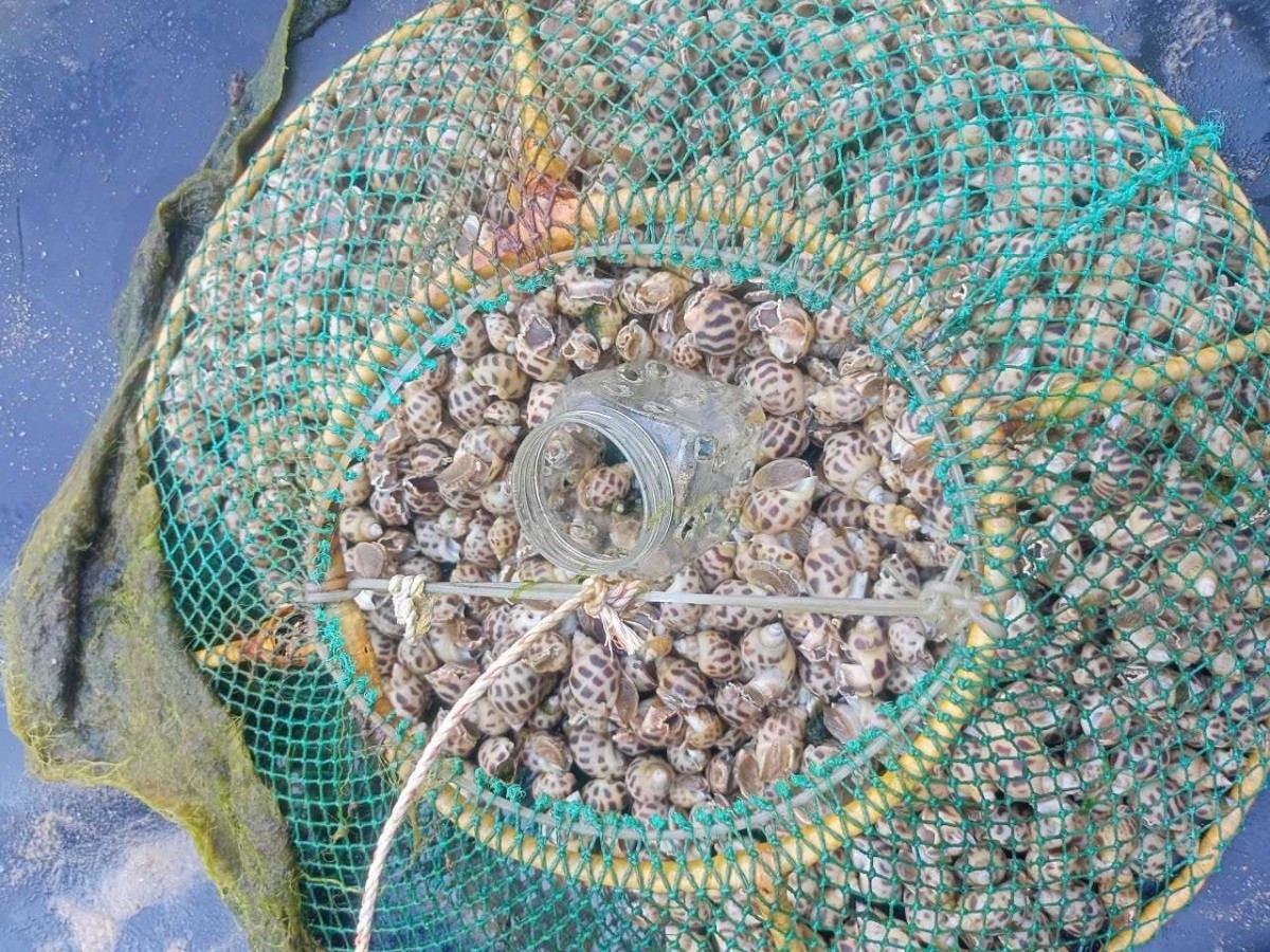 Quảng Ninh: Nghiệm thu mô hình nuôi ốc hương thương phẩm