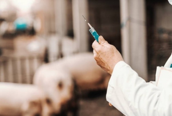 Hà Tĩnh chủ động phòng, chống dịch bệnh trên đàn vật nuôi dịp cuối năm