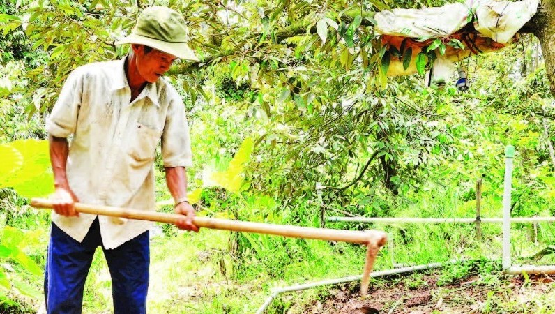 Quyết liệt xử lý cadimi cho sầu riêng