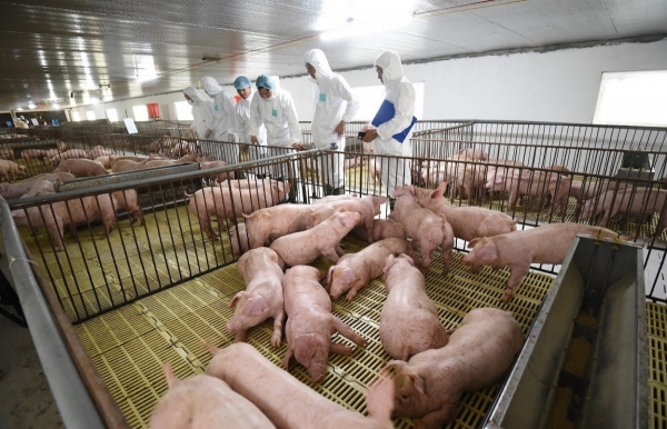 An toàn sinh học - "tấm lá chắn" giảm rủi ro dịch bệnh và hướng tới chăn nuôi bền vững