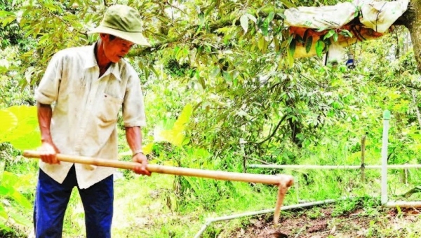 Quyết liệt xử lý cadimi cho sầu riêng