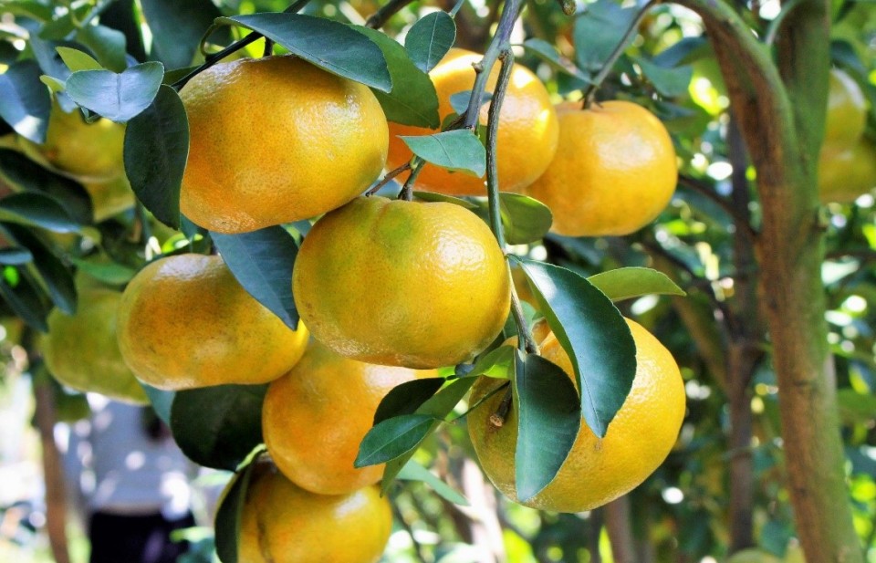 Quýt Bắc Kạn - Niềm tự hào của nông sản vùng cao Thái Nguyên